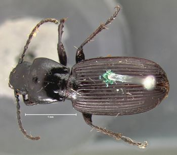 Media type: image;   Entomology 5604 Aspect: habitus dorsal view